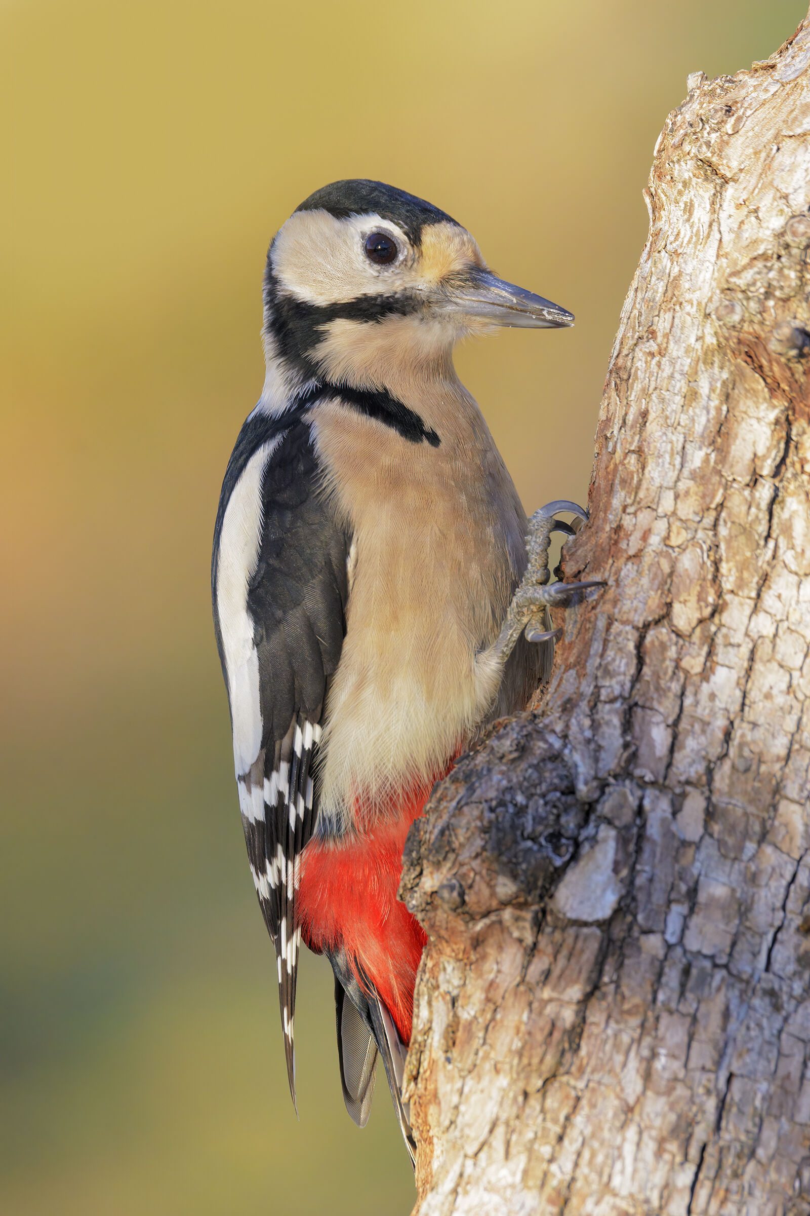 Greater red woodpecker