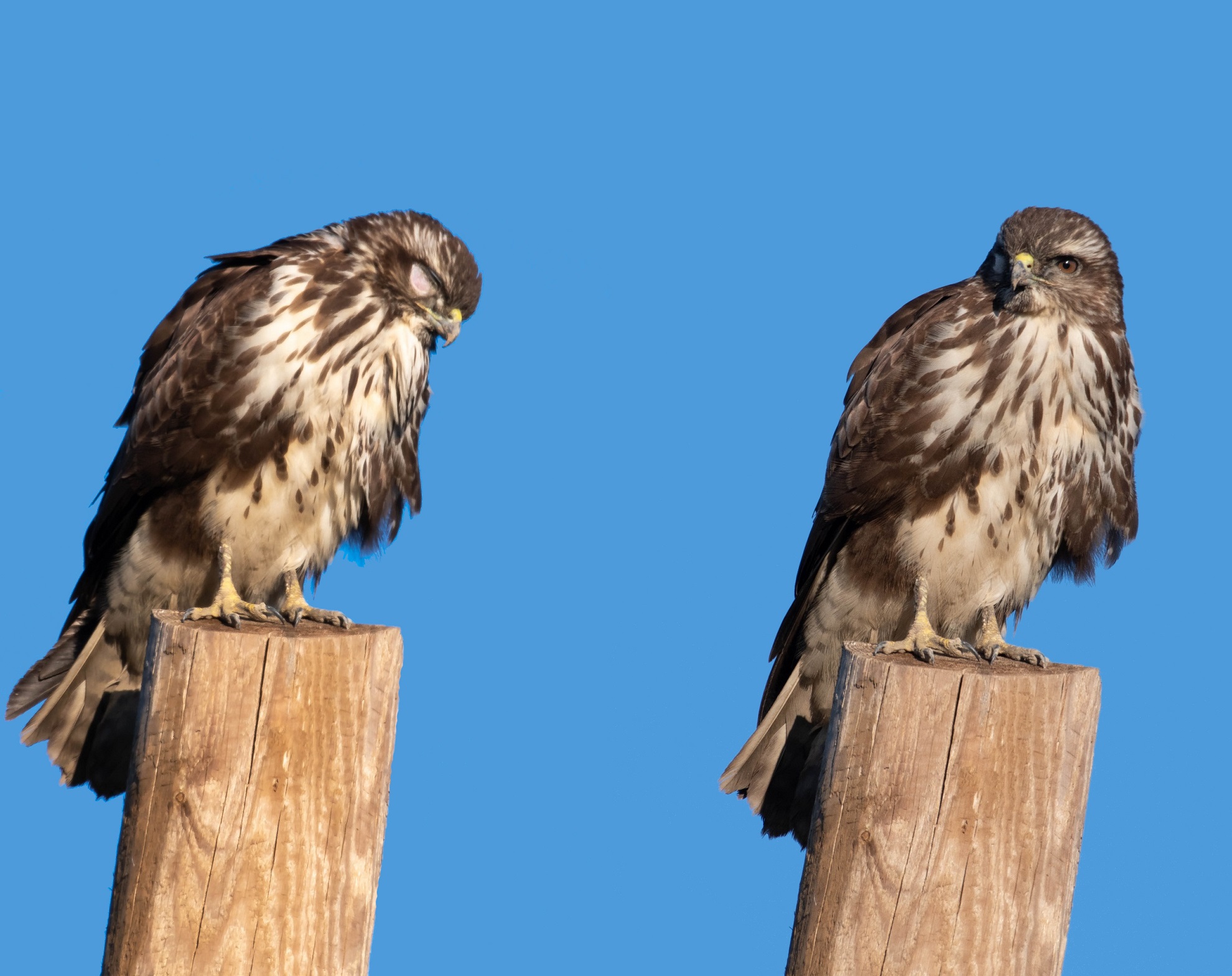 the buzzard with one eye