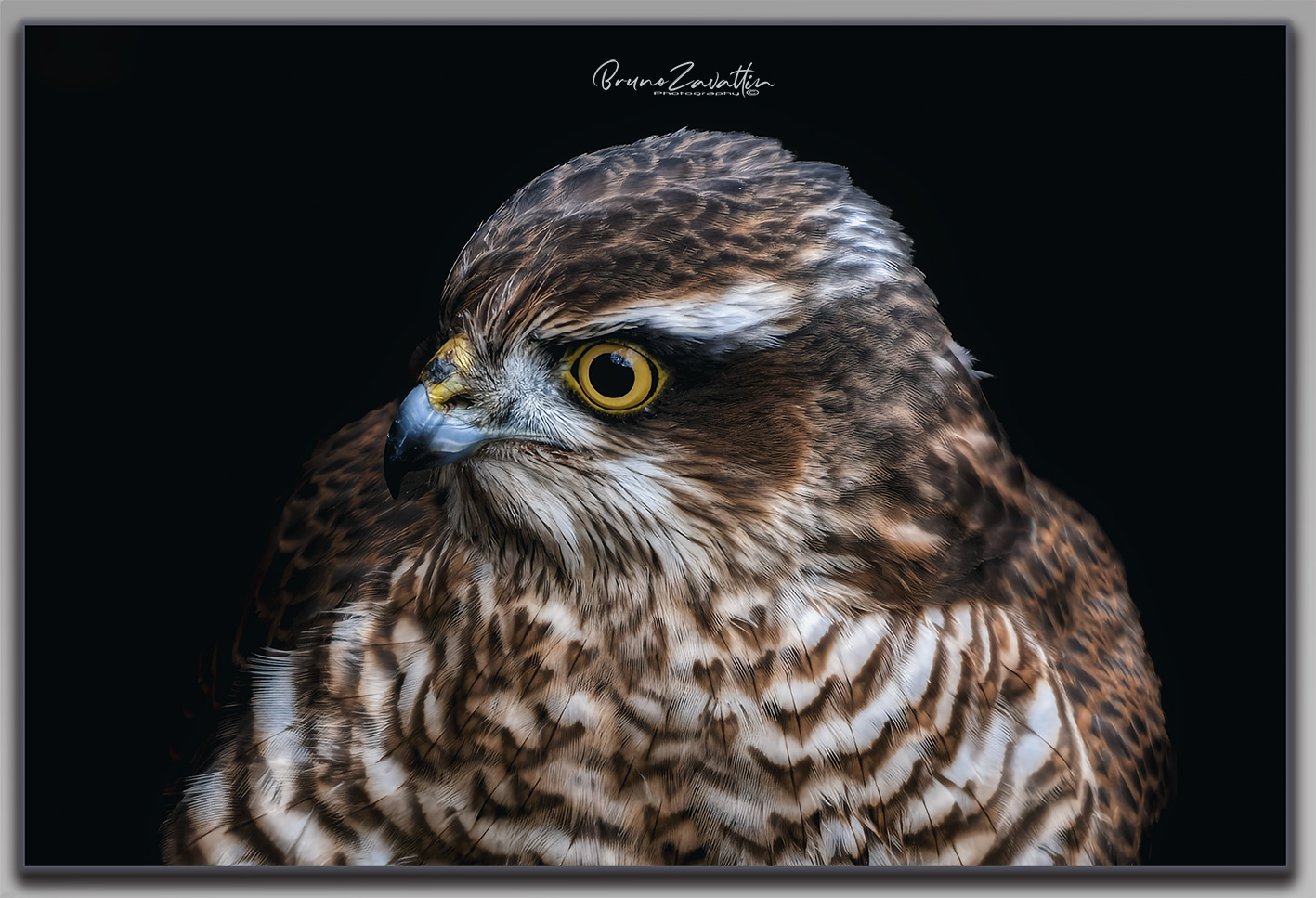 Sparrowhawk