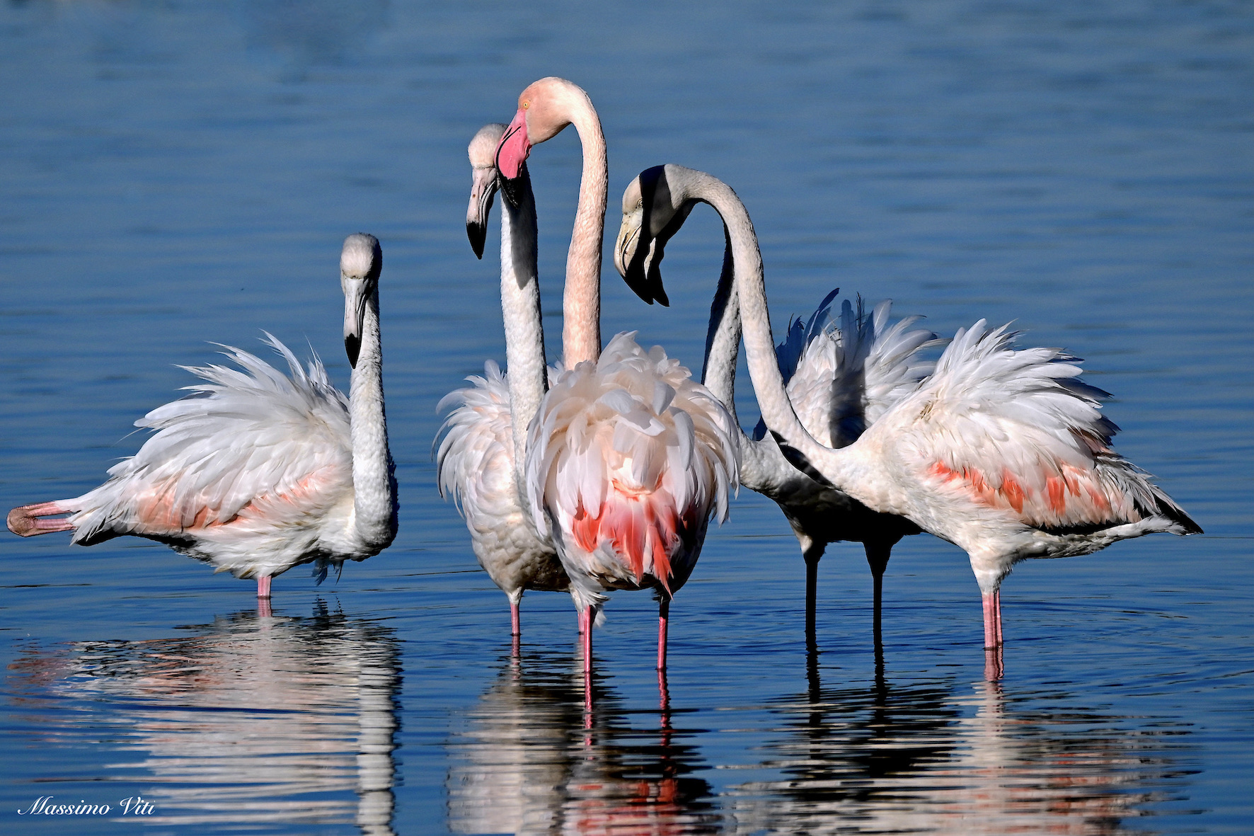 Fenicotteri rosa ... in riunione