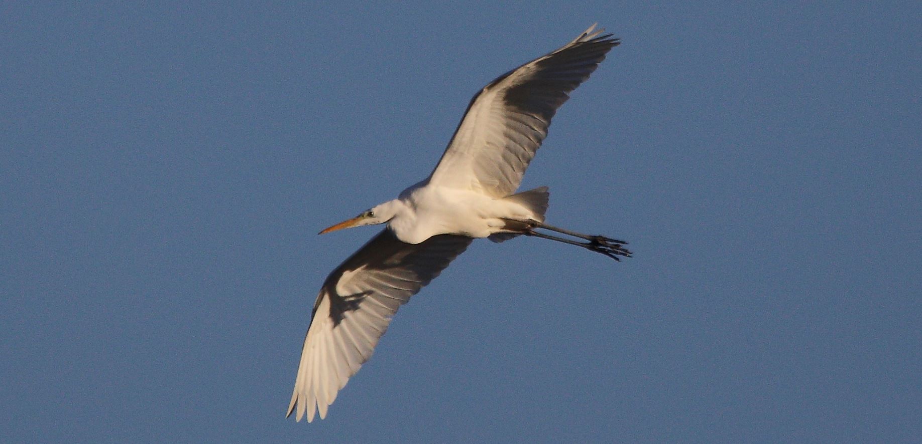 great white heron