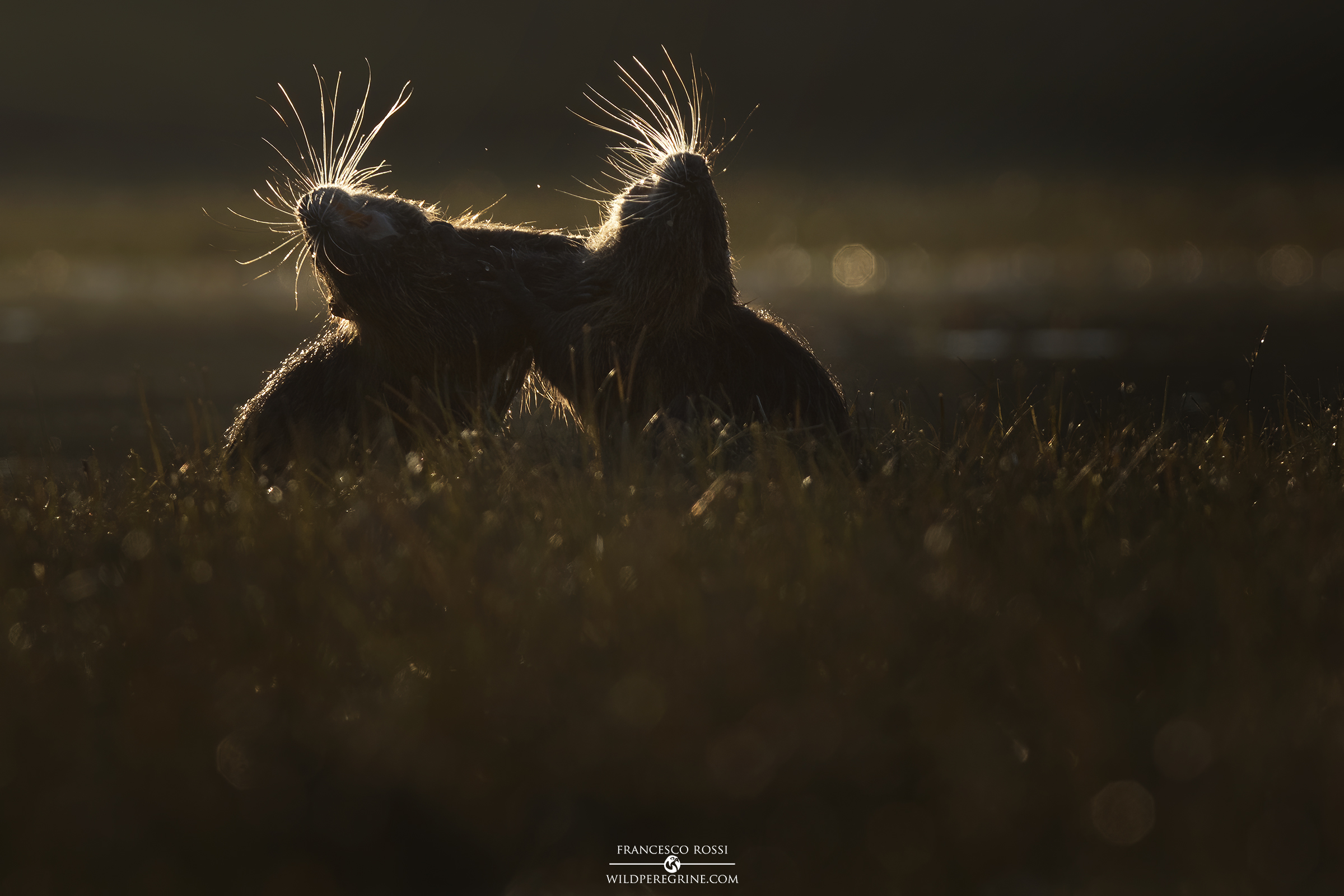 "Lotta all'Ultimo Baffo" (Nutrie)