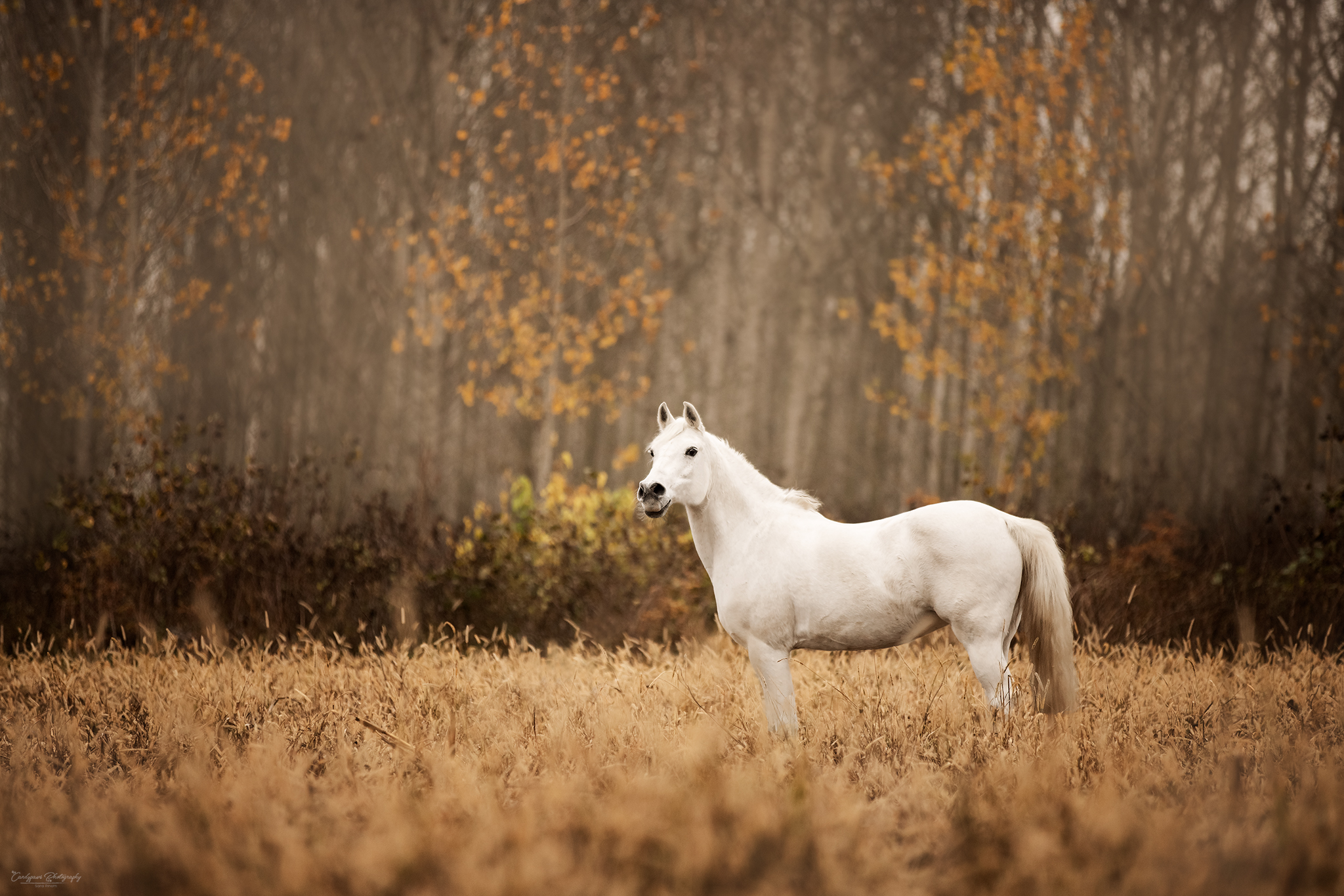 the beauty of horses