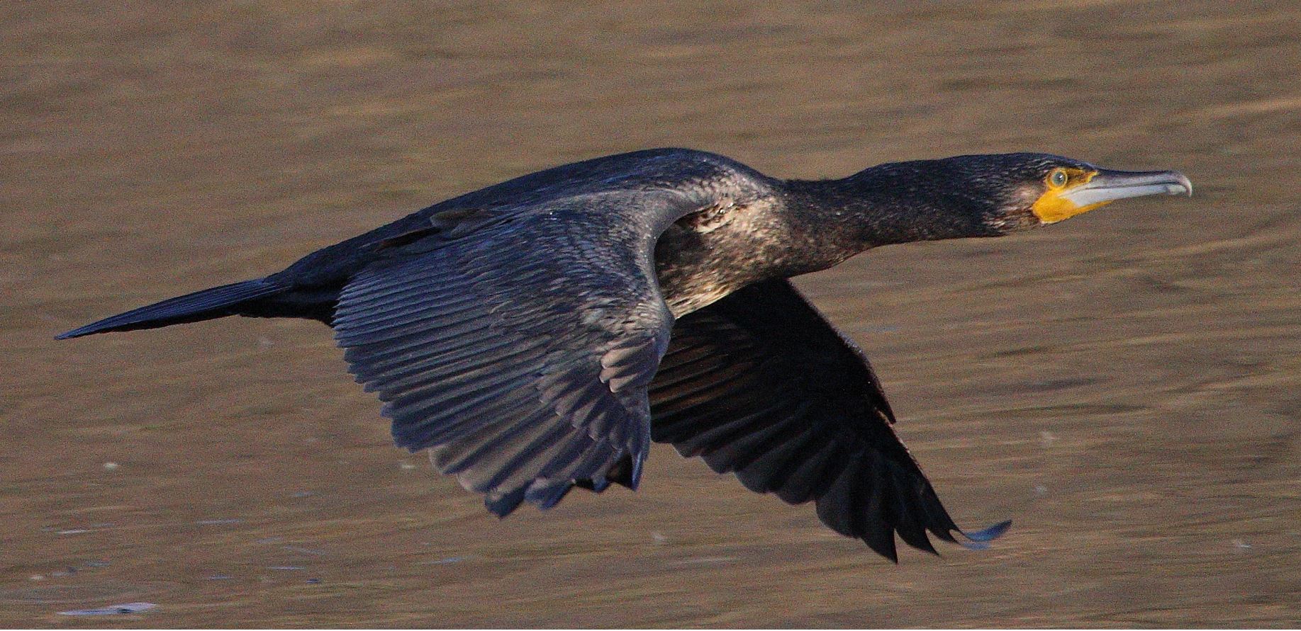 cormorant 17-01-2022