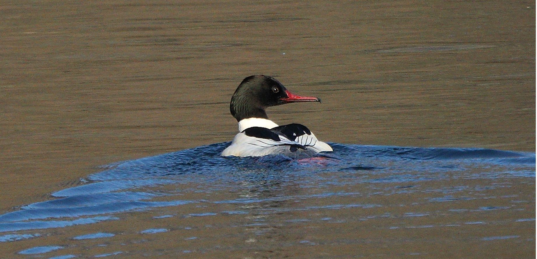 merganser