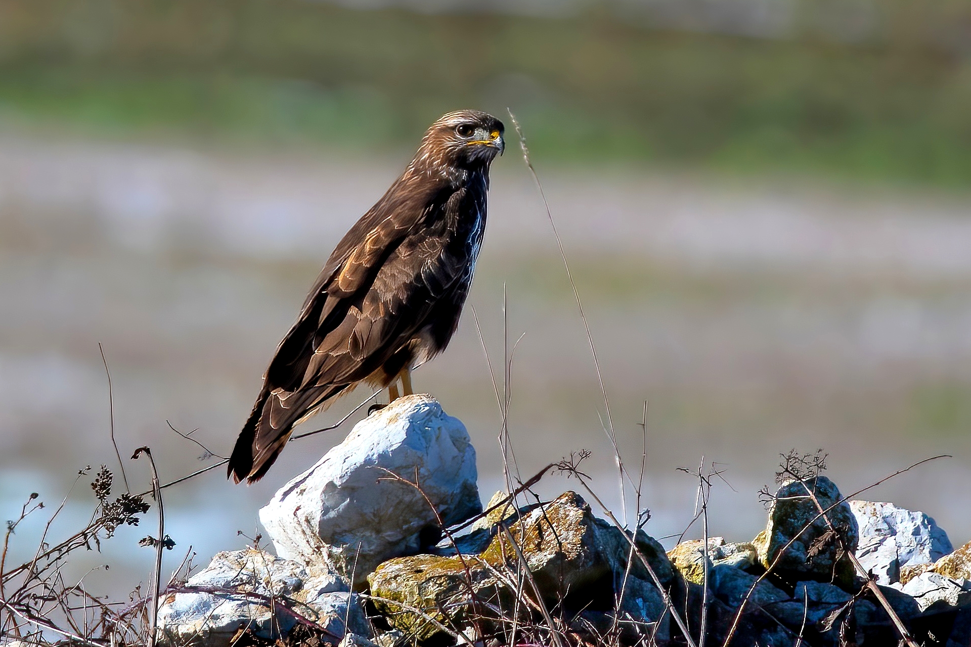 Buzzard (Buteo buteo)