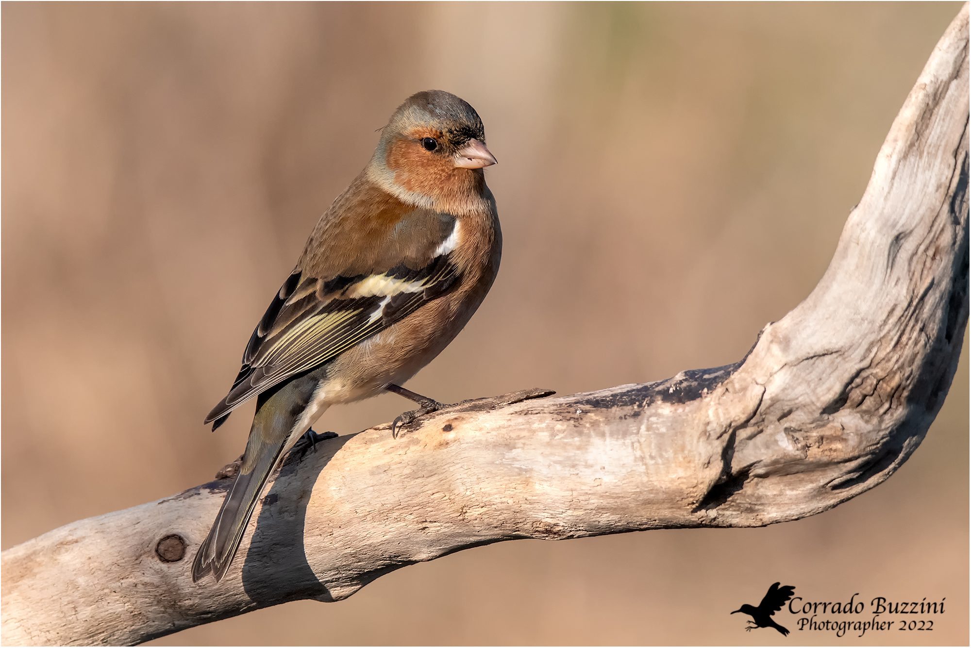 Chaffinch