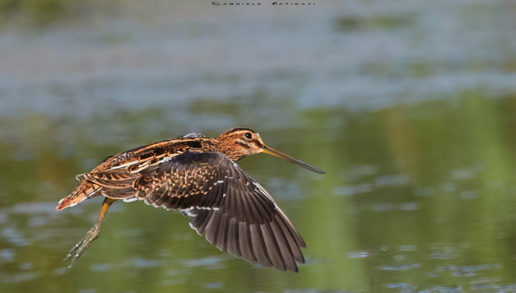 Snipe in flight