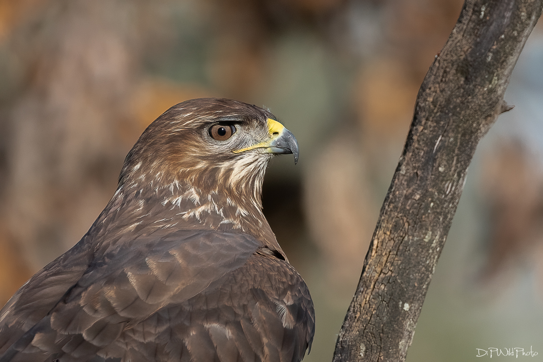 Poiana Portrait