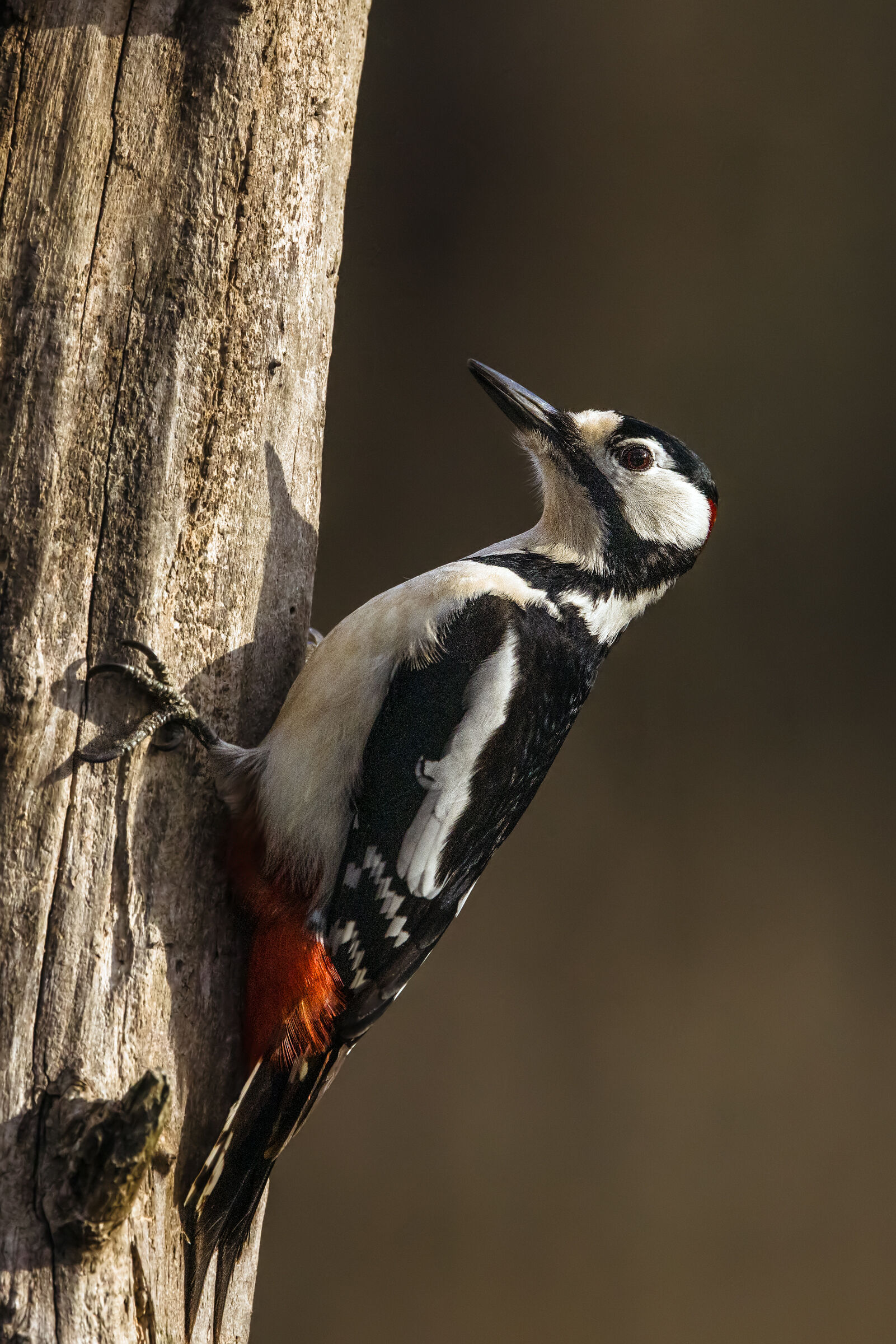 Major red woodpecker n.2
