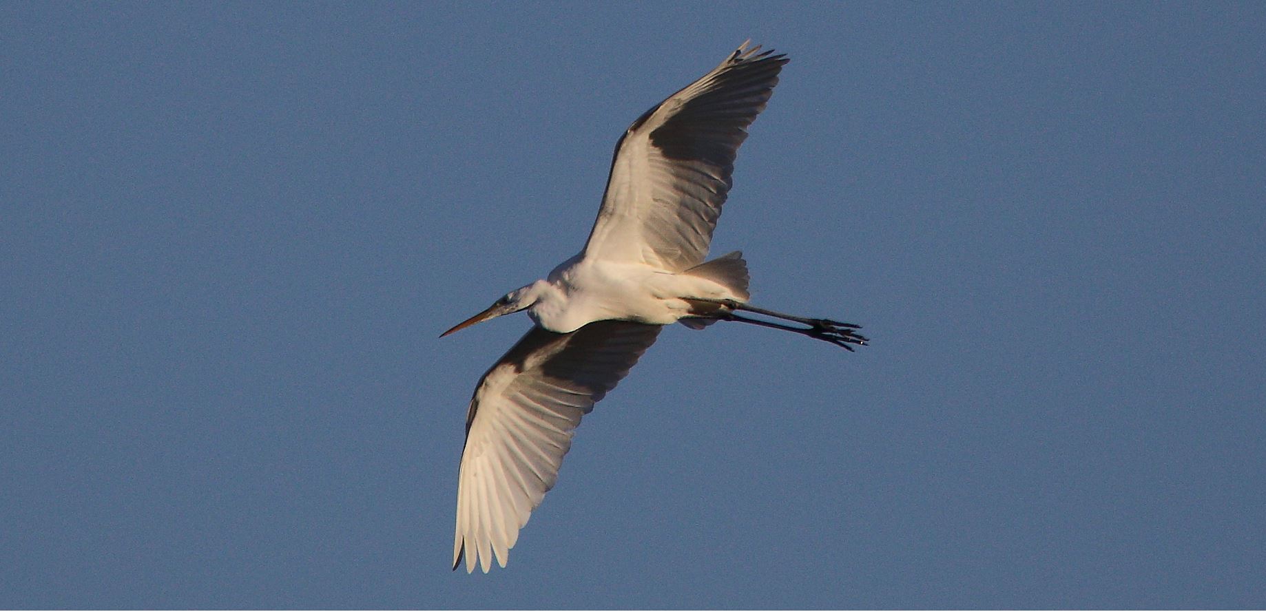 great white heron