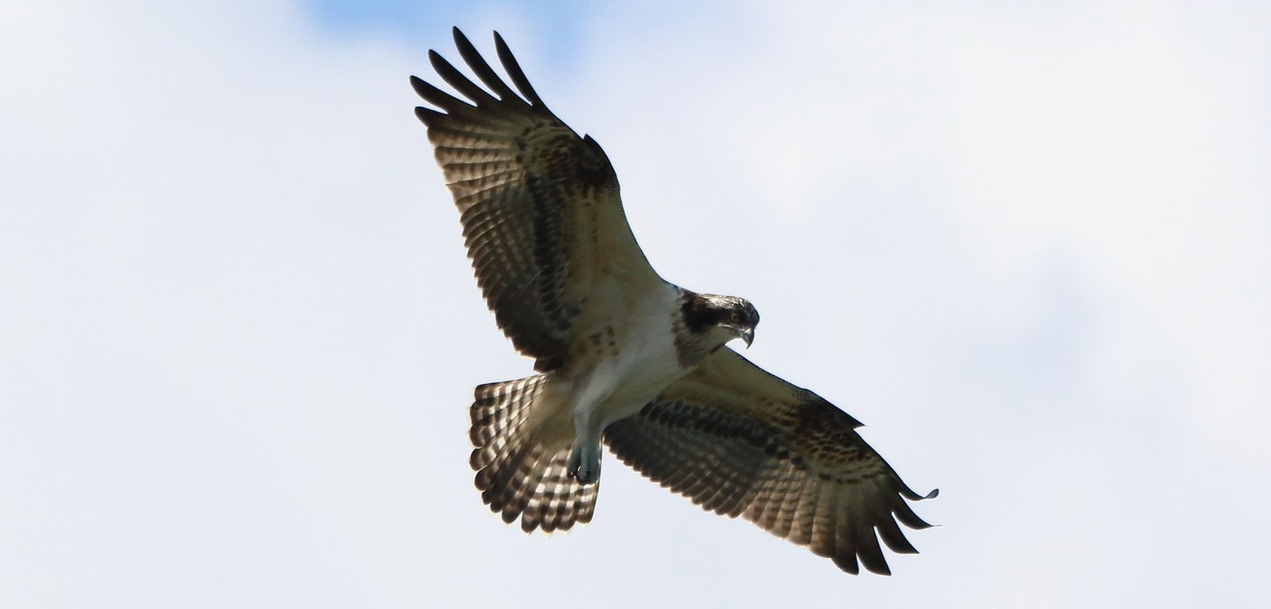 osprey
