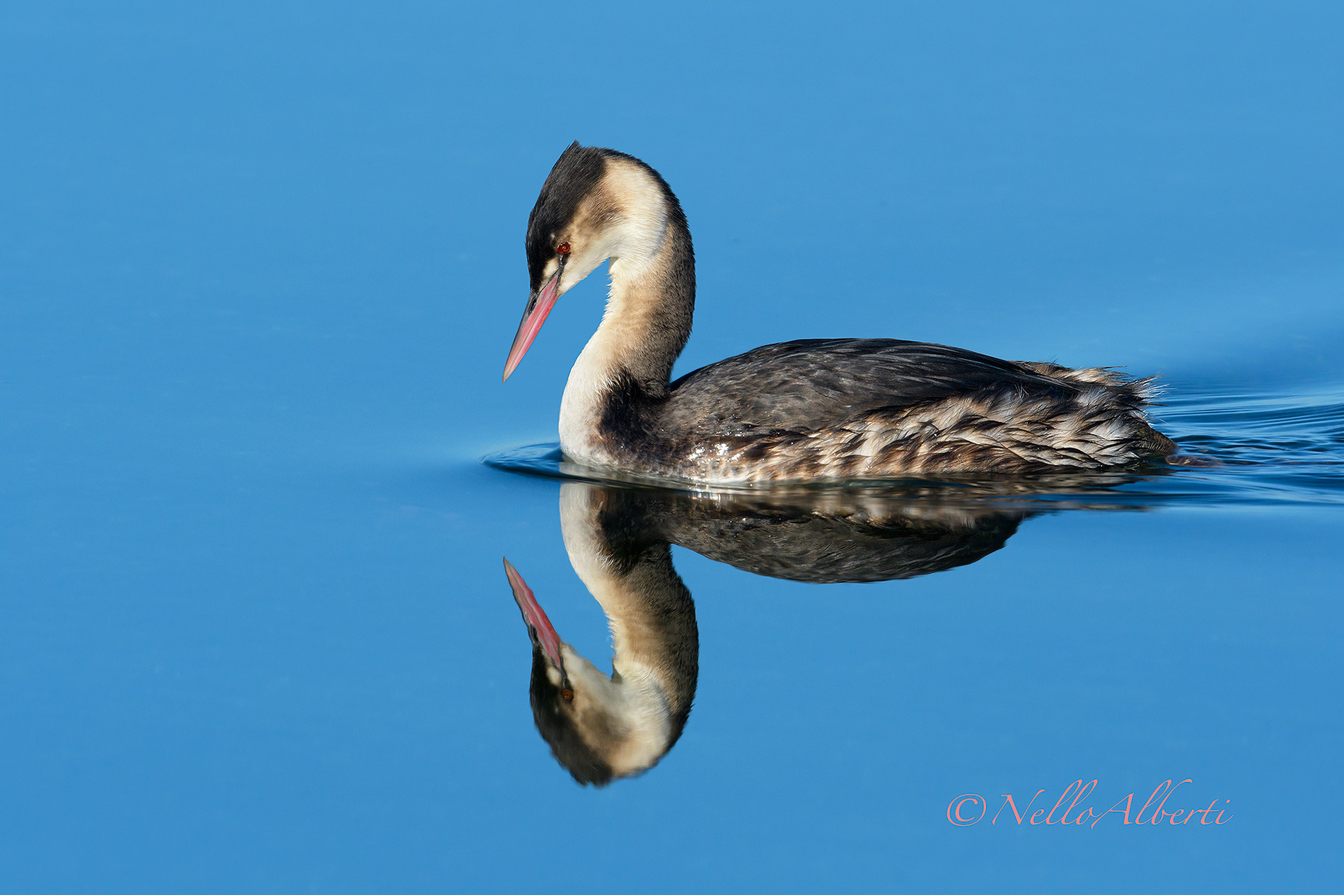 grebe greater reflections !