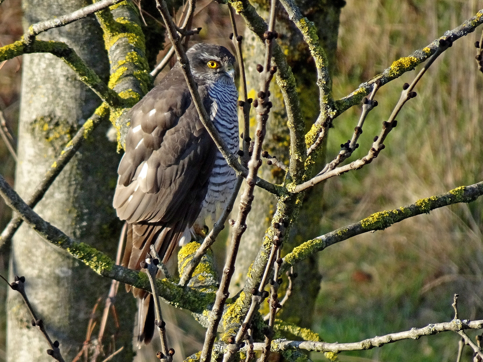 Sparrowhawk