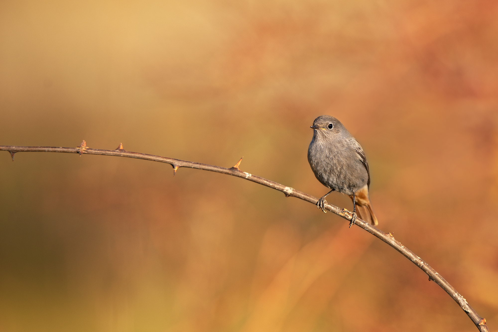 Redstart female chimney sweep