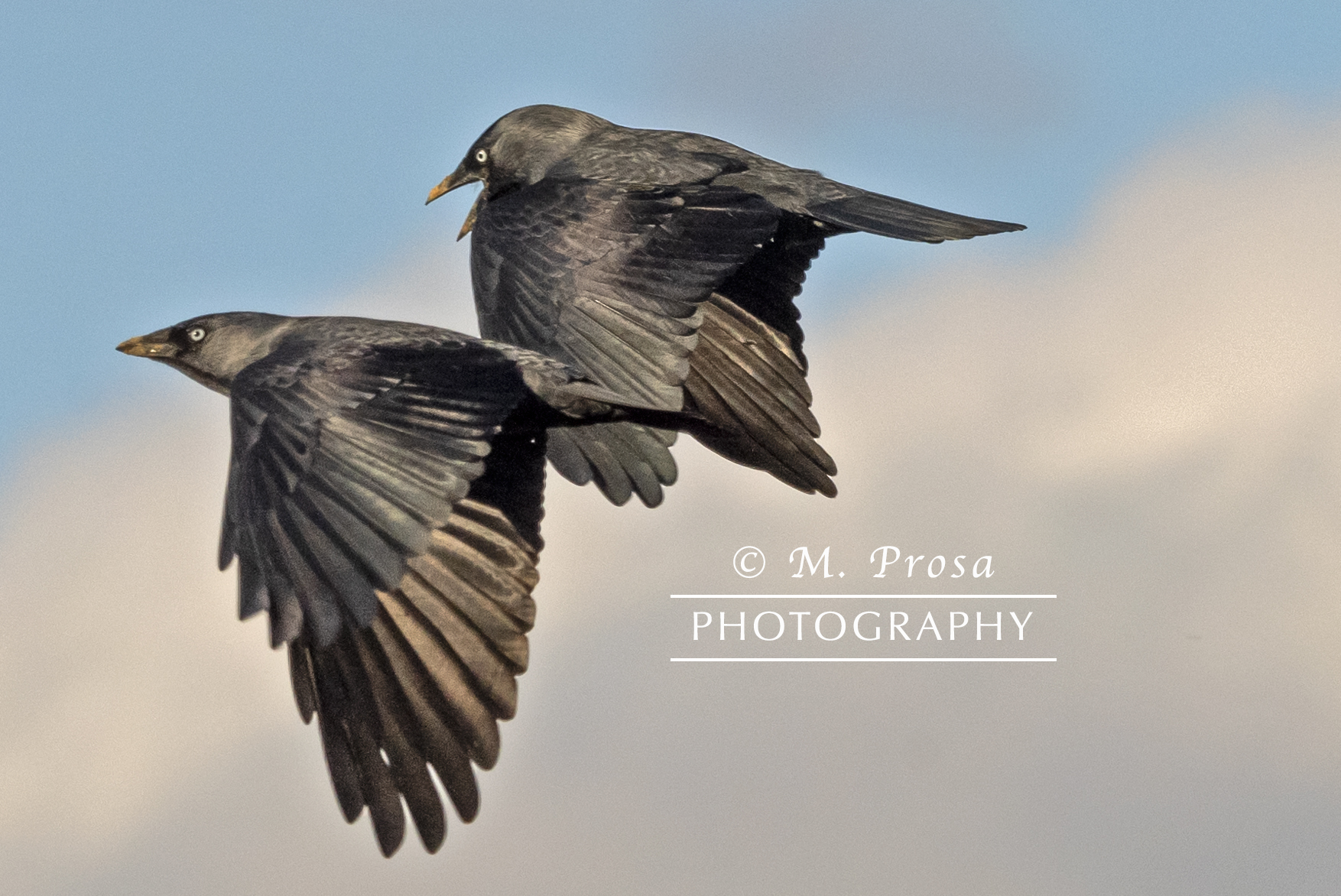 l' Urlo (Corvus monedula)