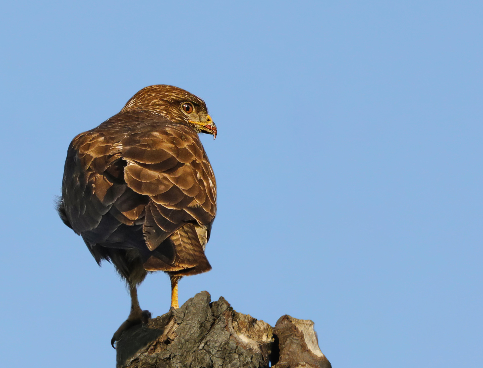 A moment before the flight......