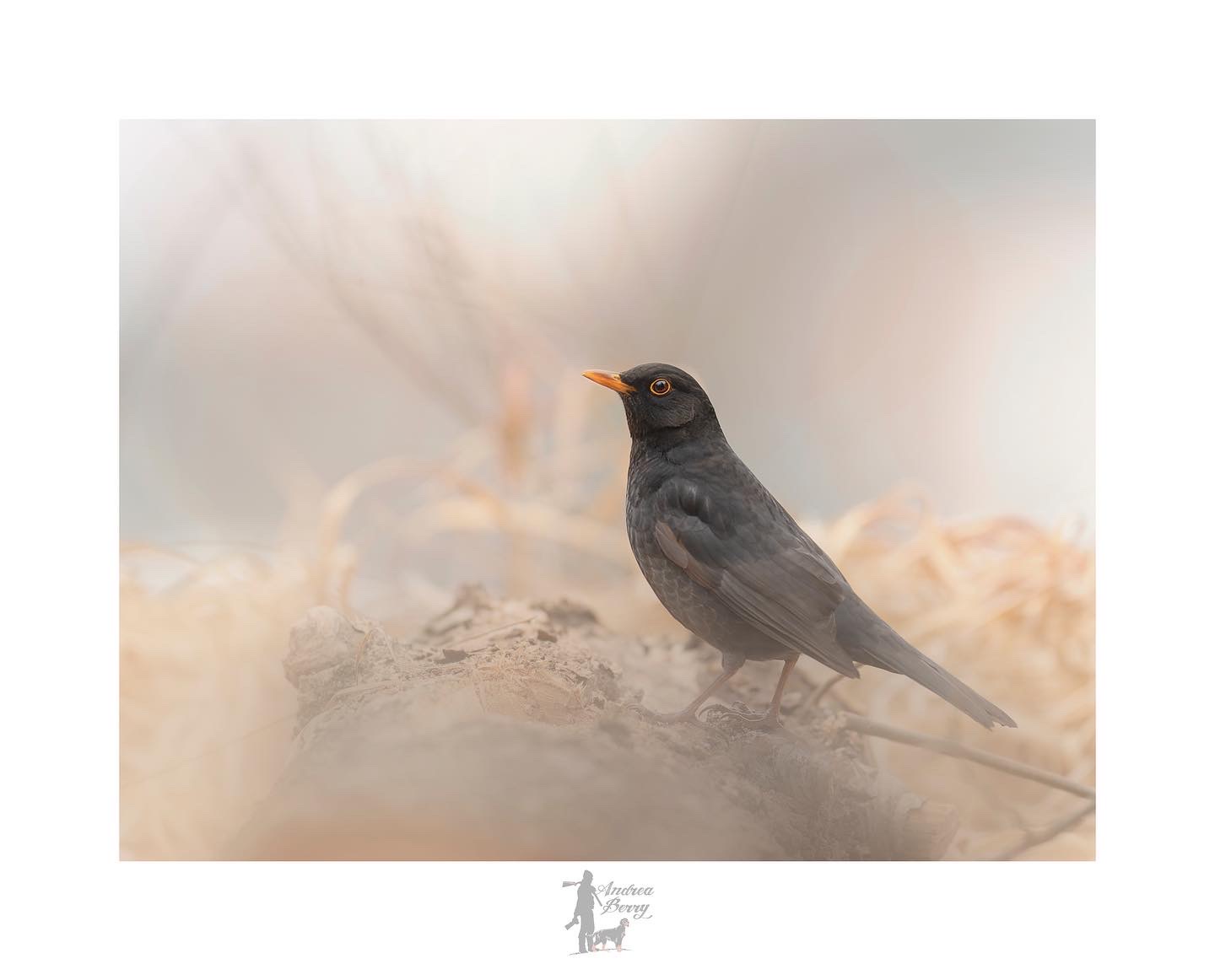 Male blackbird