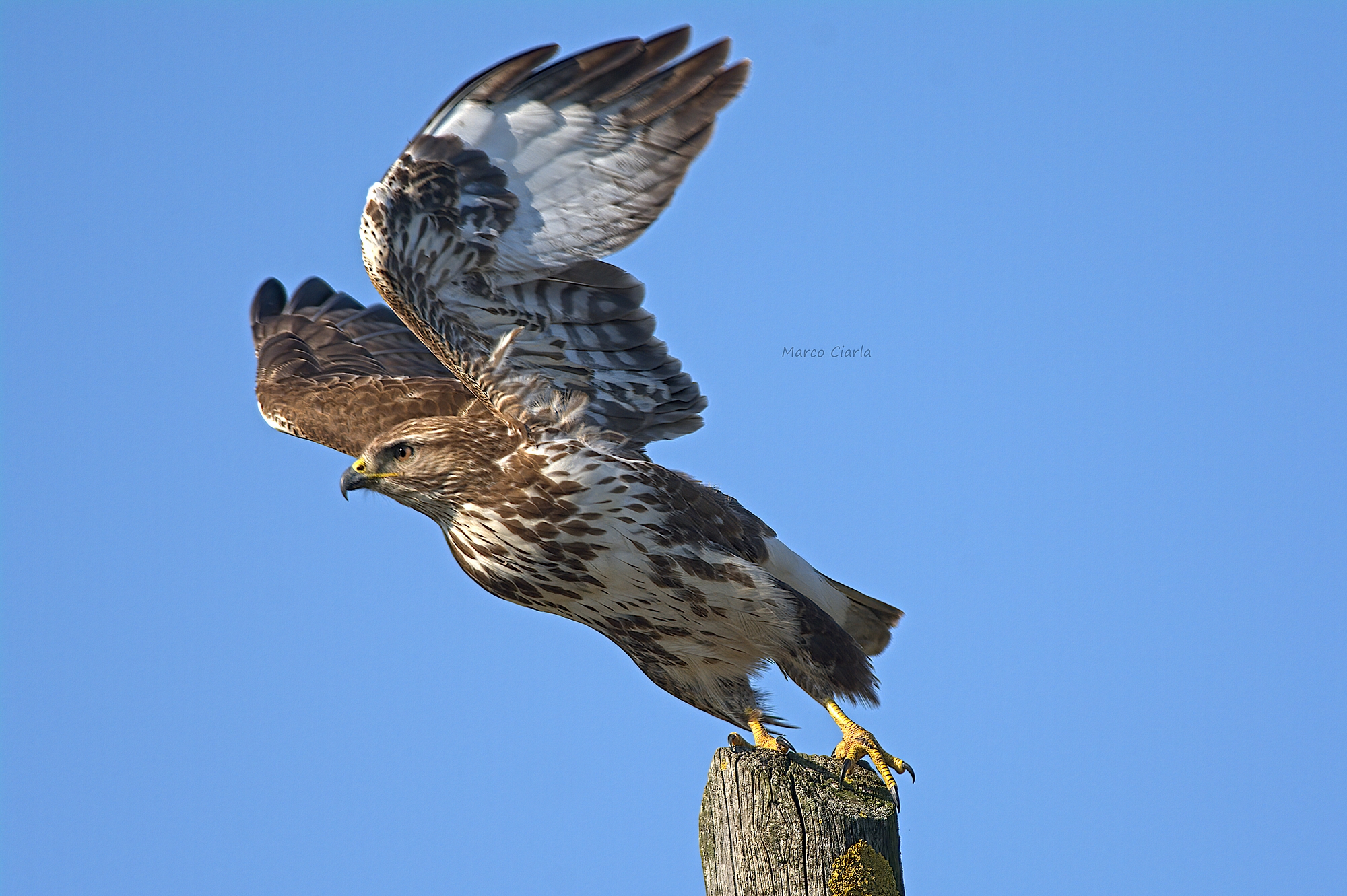 Poiana (Buteo buteo )