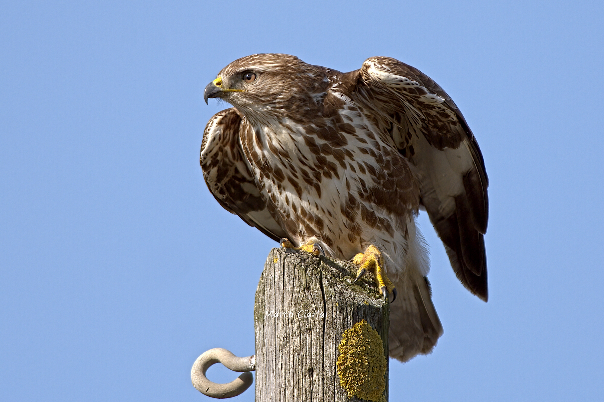 Poiana (Buteo buteo )
