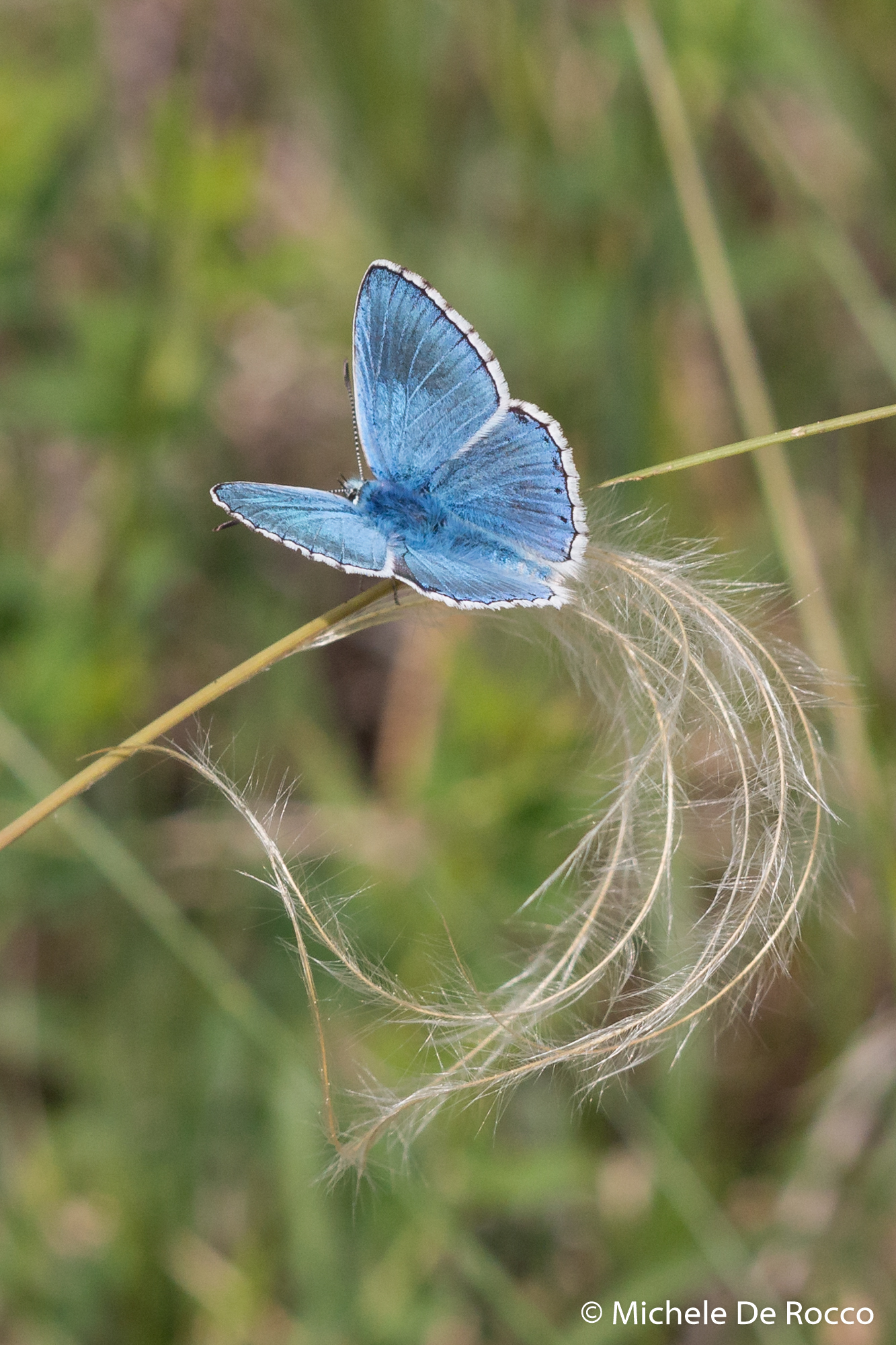 Polyommatus bellargus