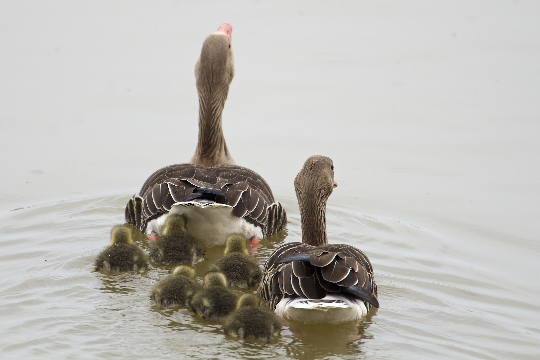 the new part of the life cycle