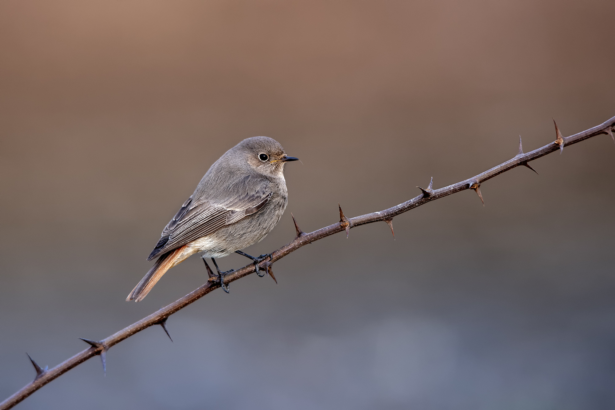 Redstart female chimney sweep