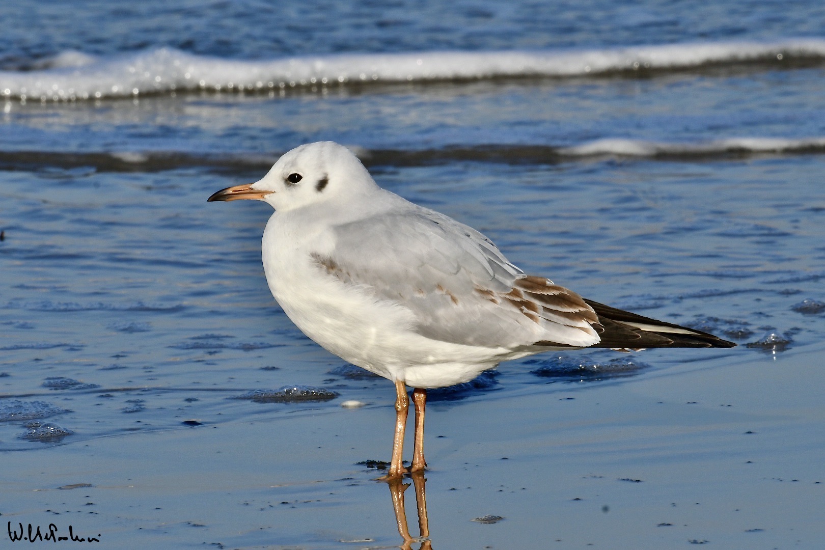Pink seagull 1