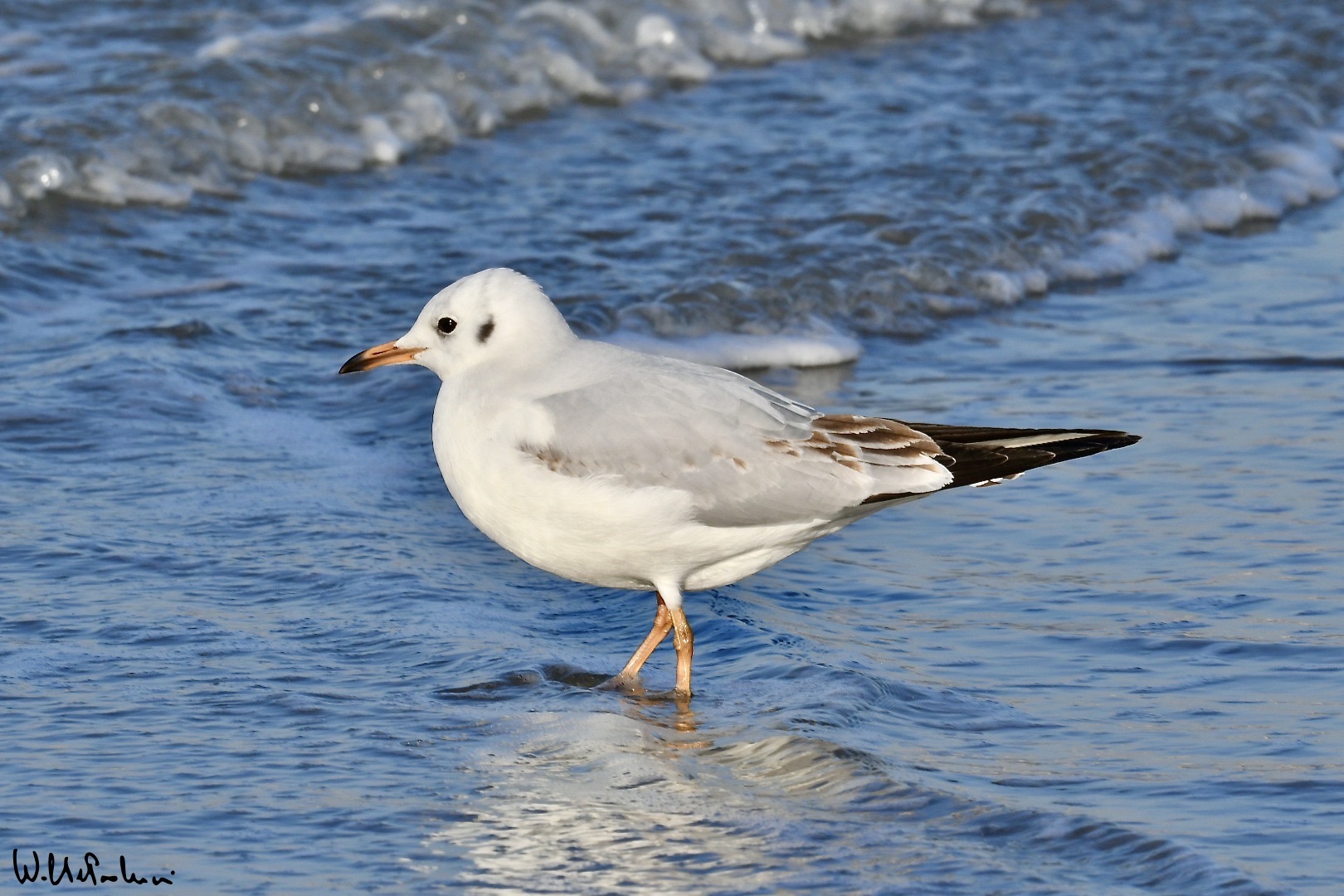 Pink seagull 2
