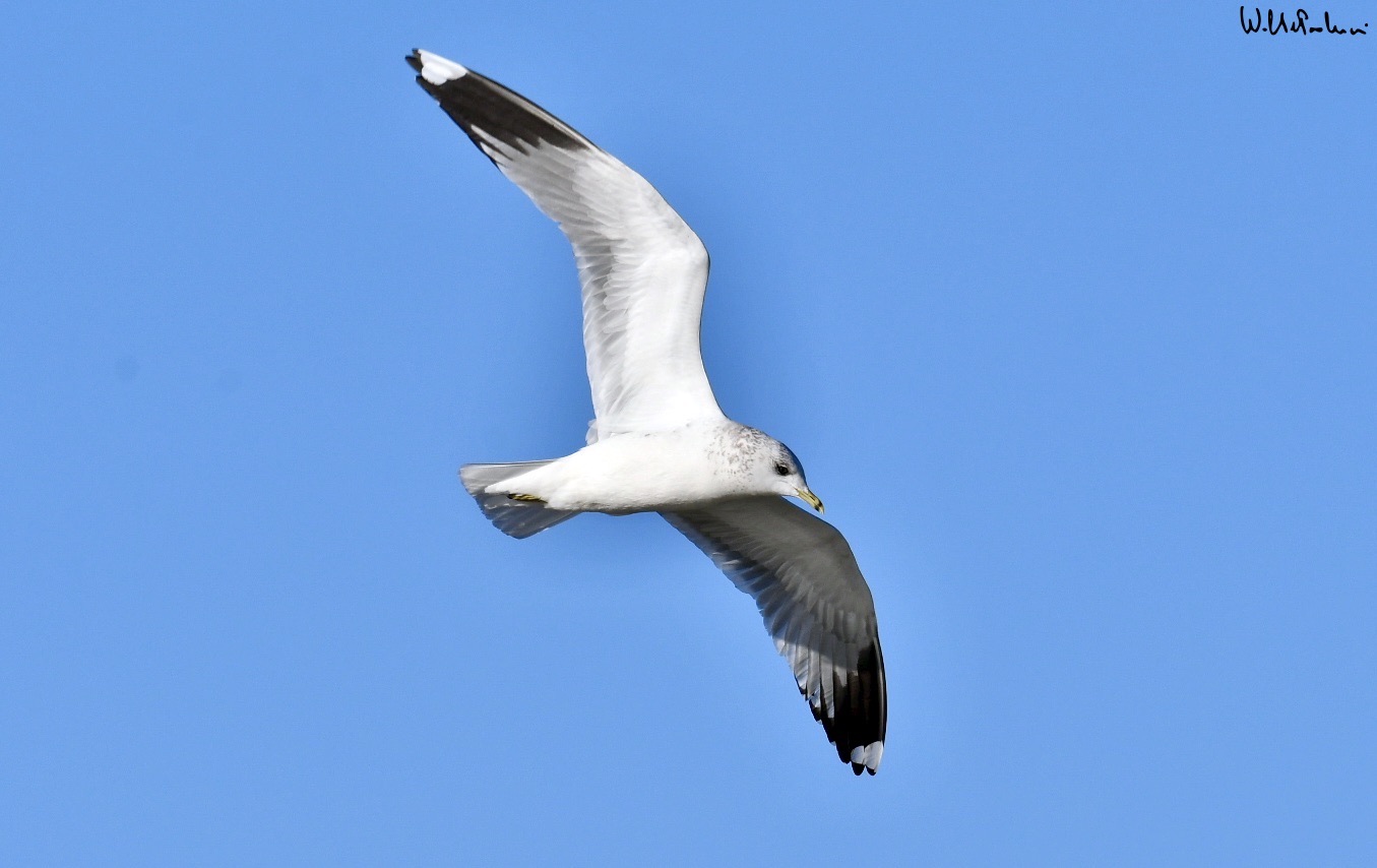 Pink seagull 3
