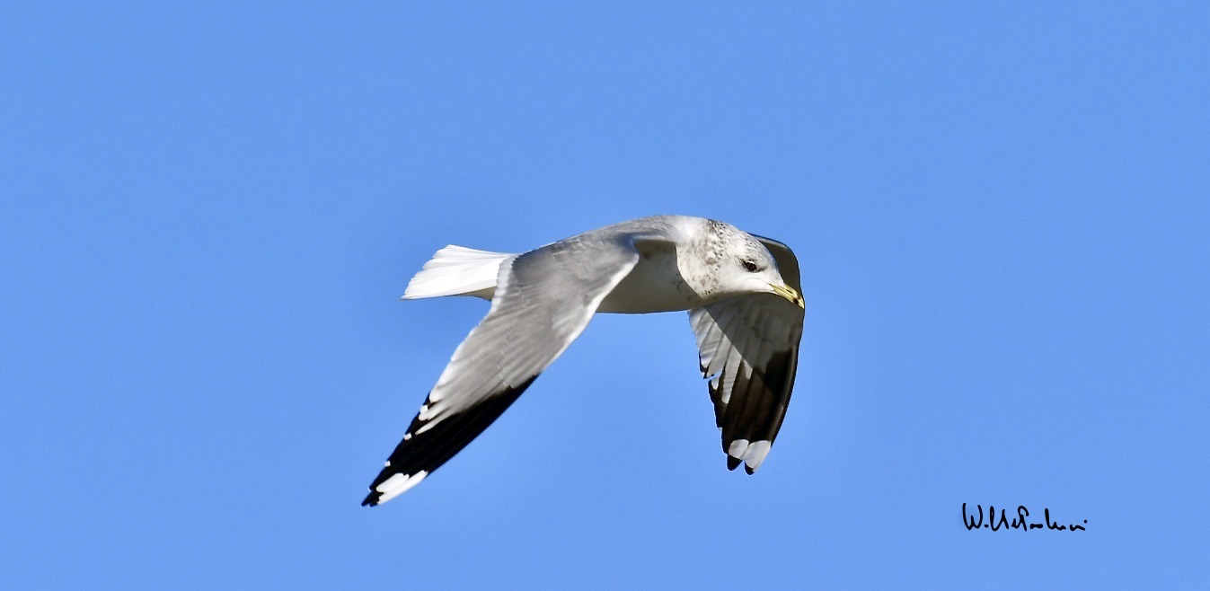 Pink gull 4