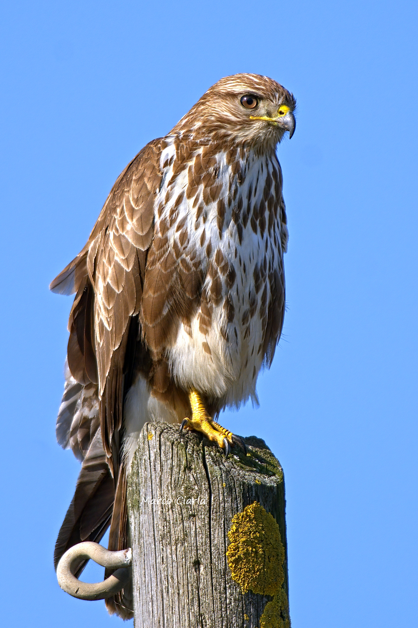 Buzzard (Buteo buteo )