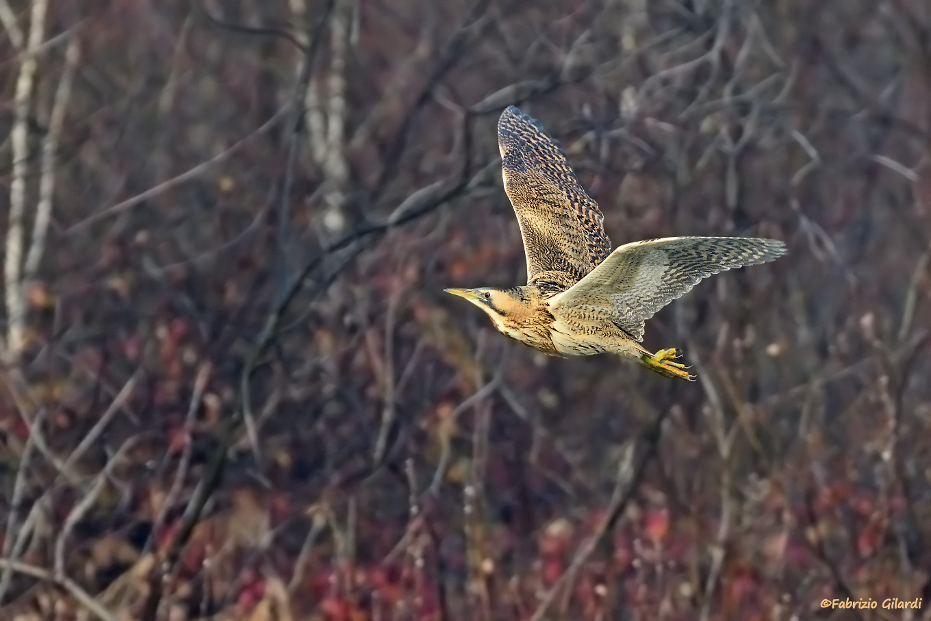 Botaurus stellaris (Bittern)