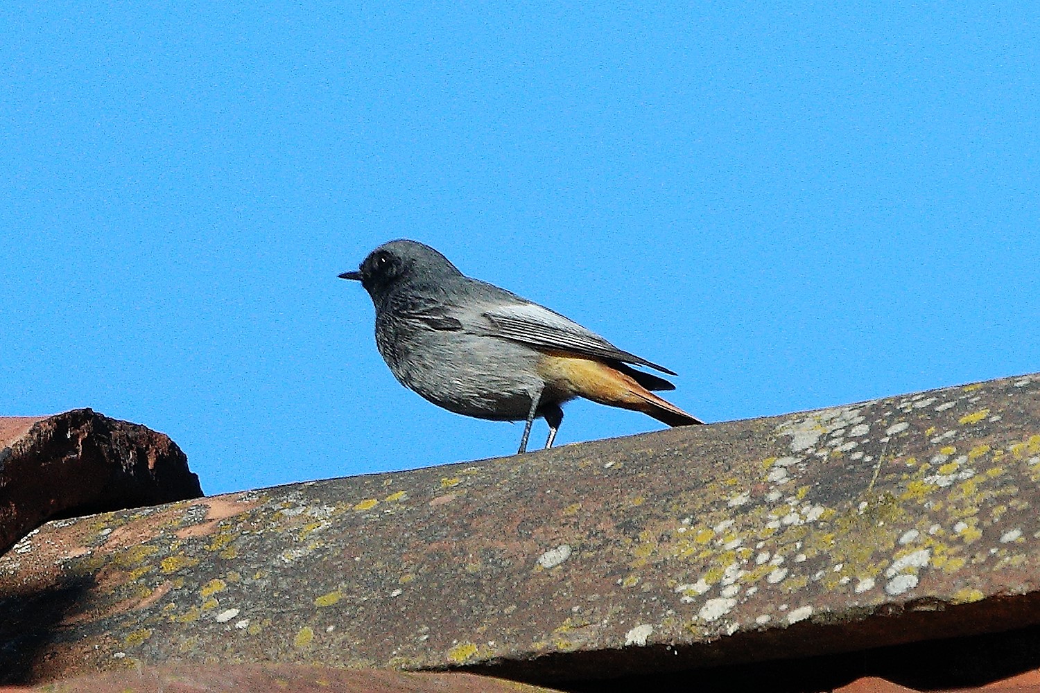 redstart