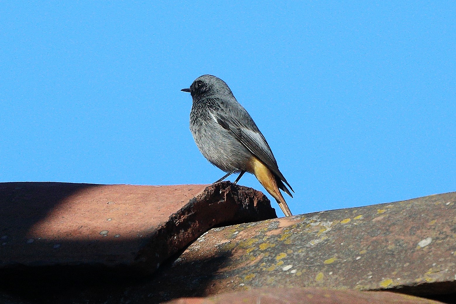 redstart