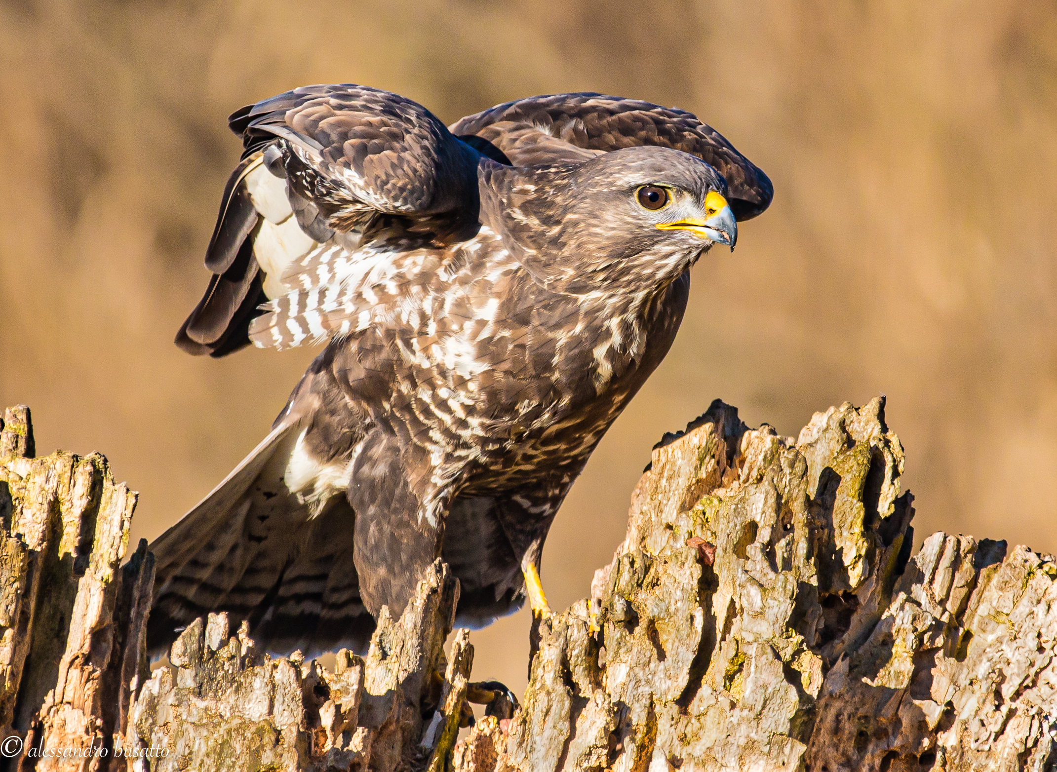 Portrait of buzzard