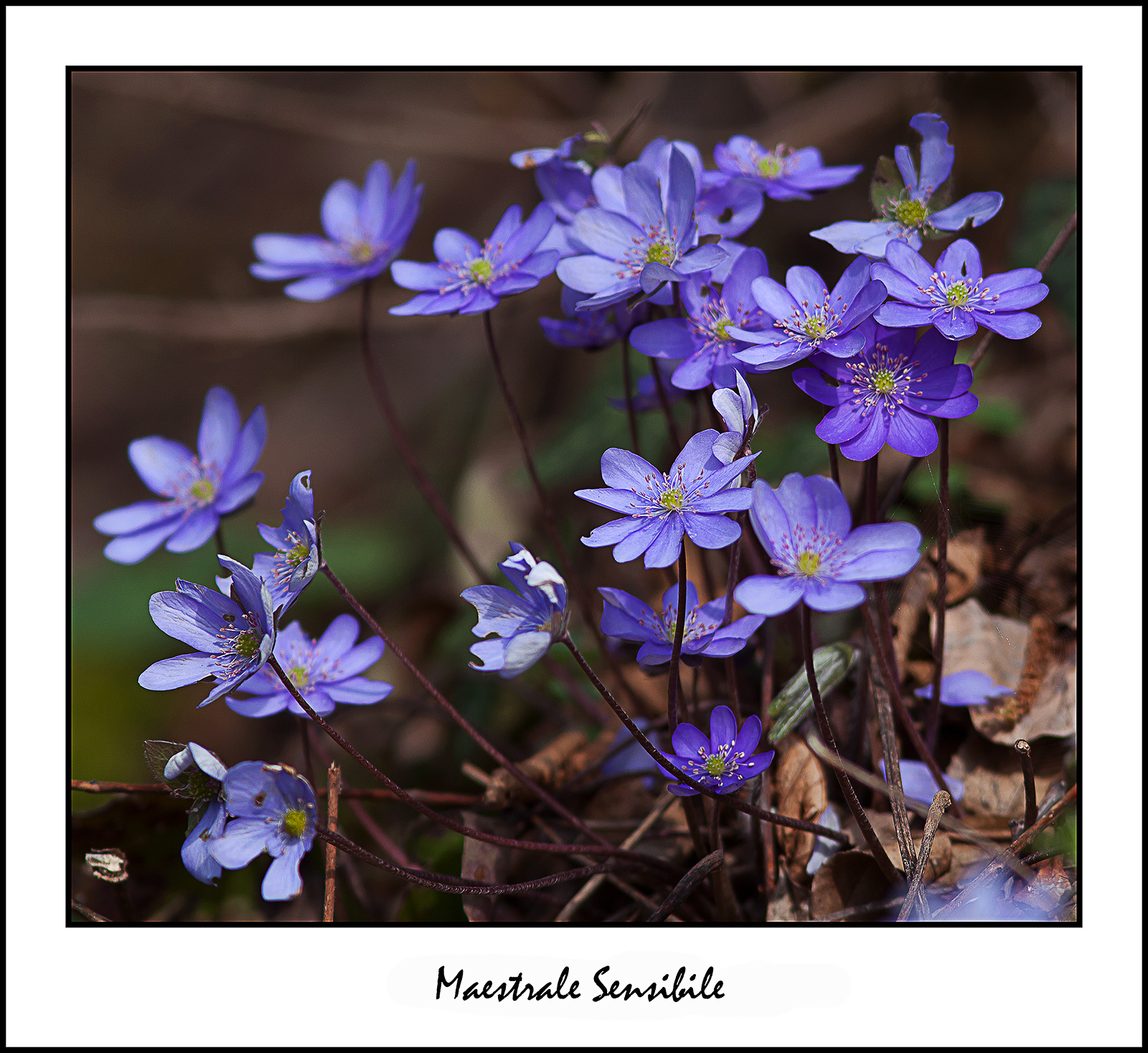Hepatica nobilis, family