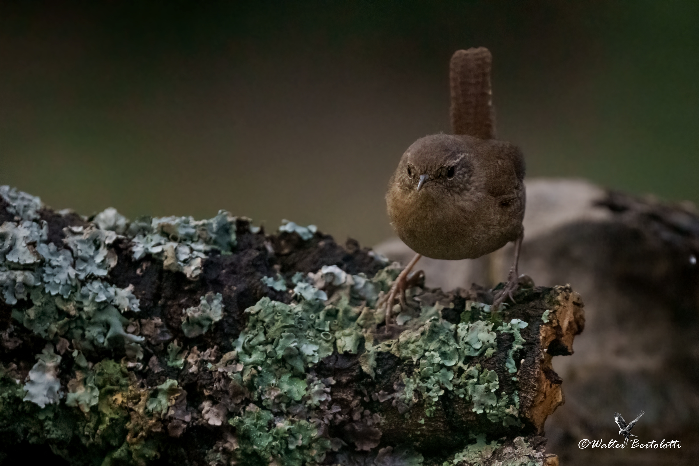 scricciolo "andaluso"