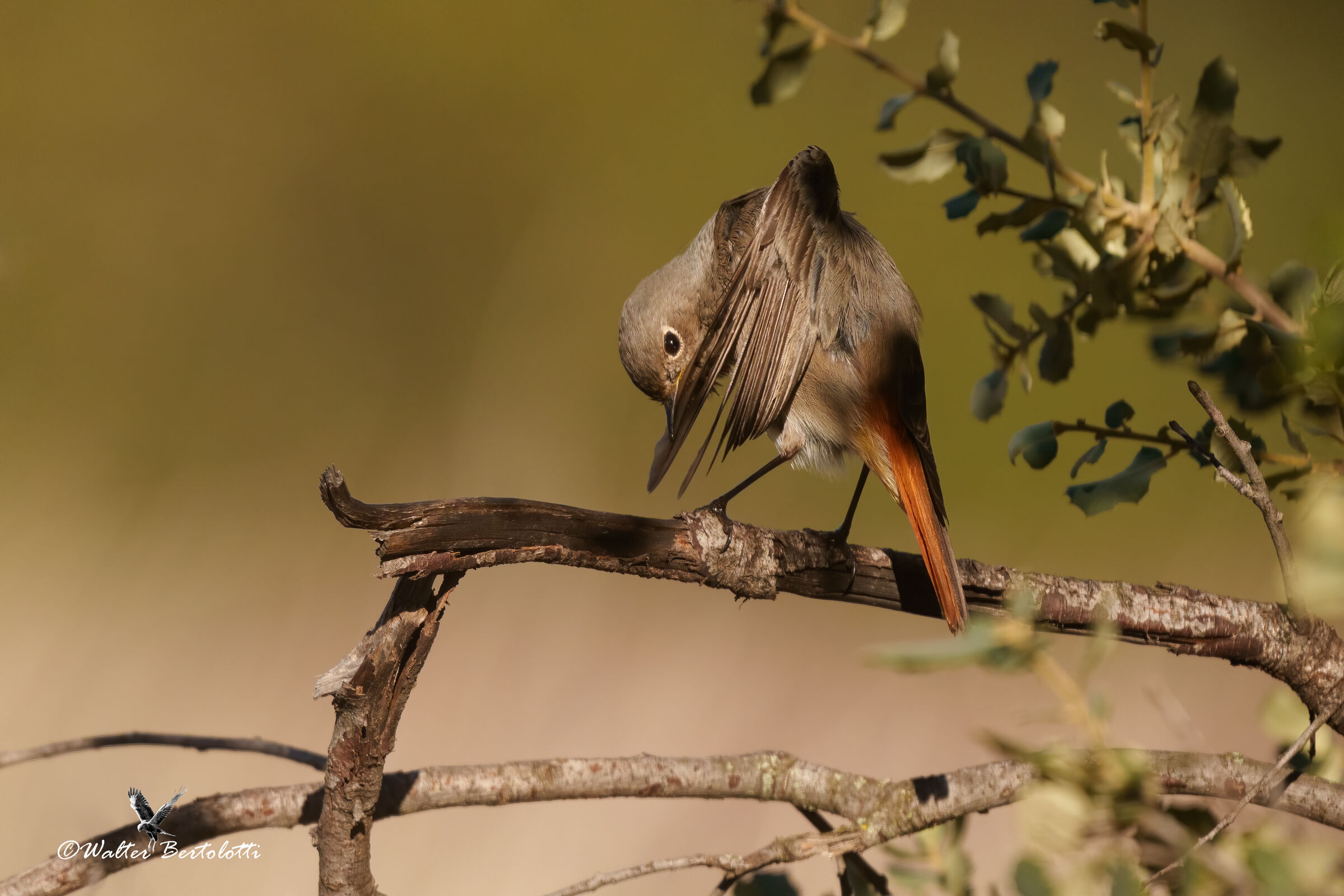 codirosso spazzacamino (f)