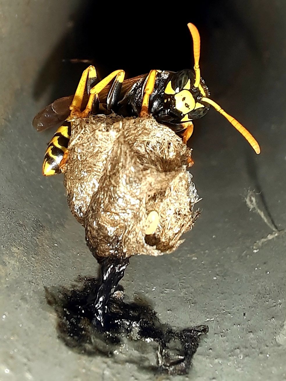 in the nest of the Vespa
