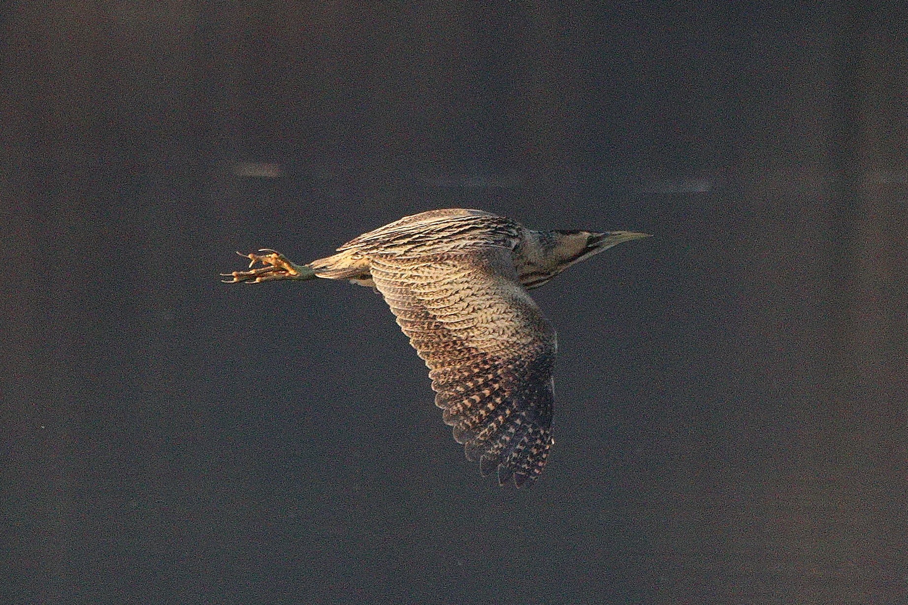 bittern