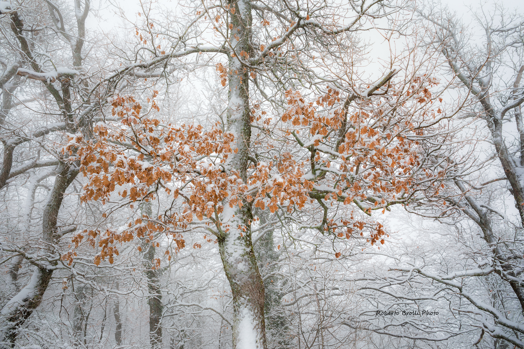 Almost everything is tinged with white