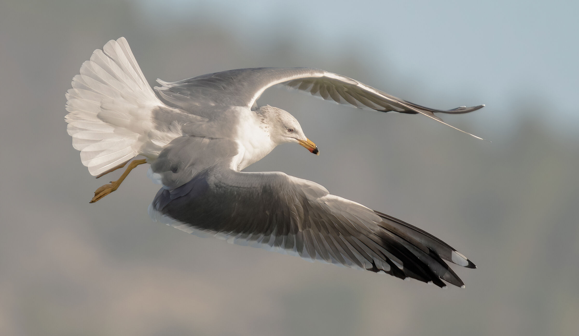 larus armenicus