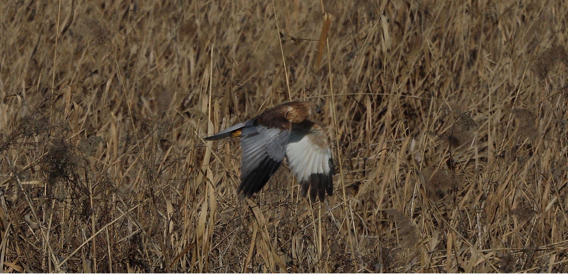 marsh falcon 18-01-2022