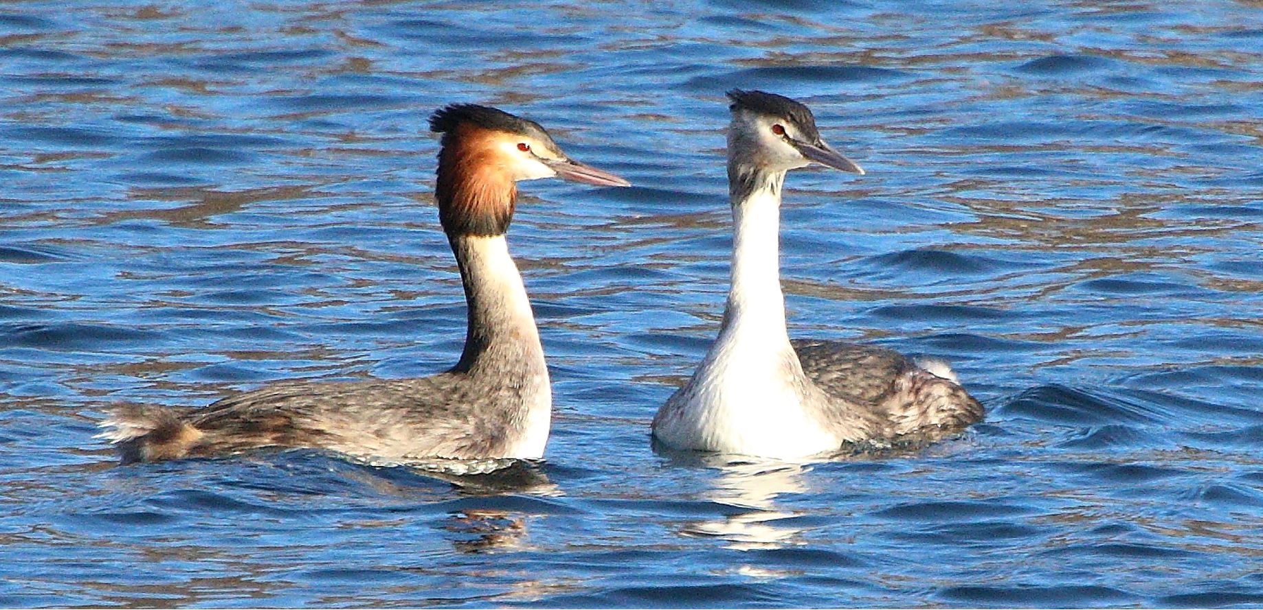 great crested grebe