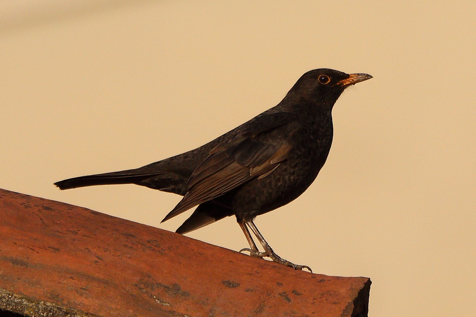 blackbird