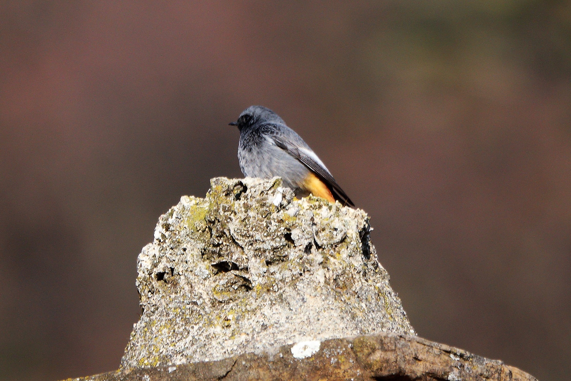 redstart