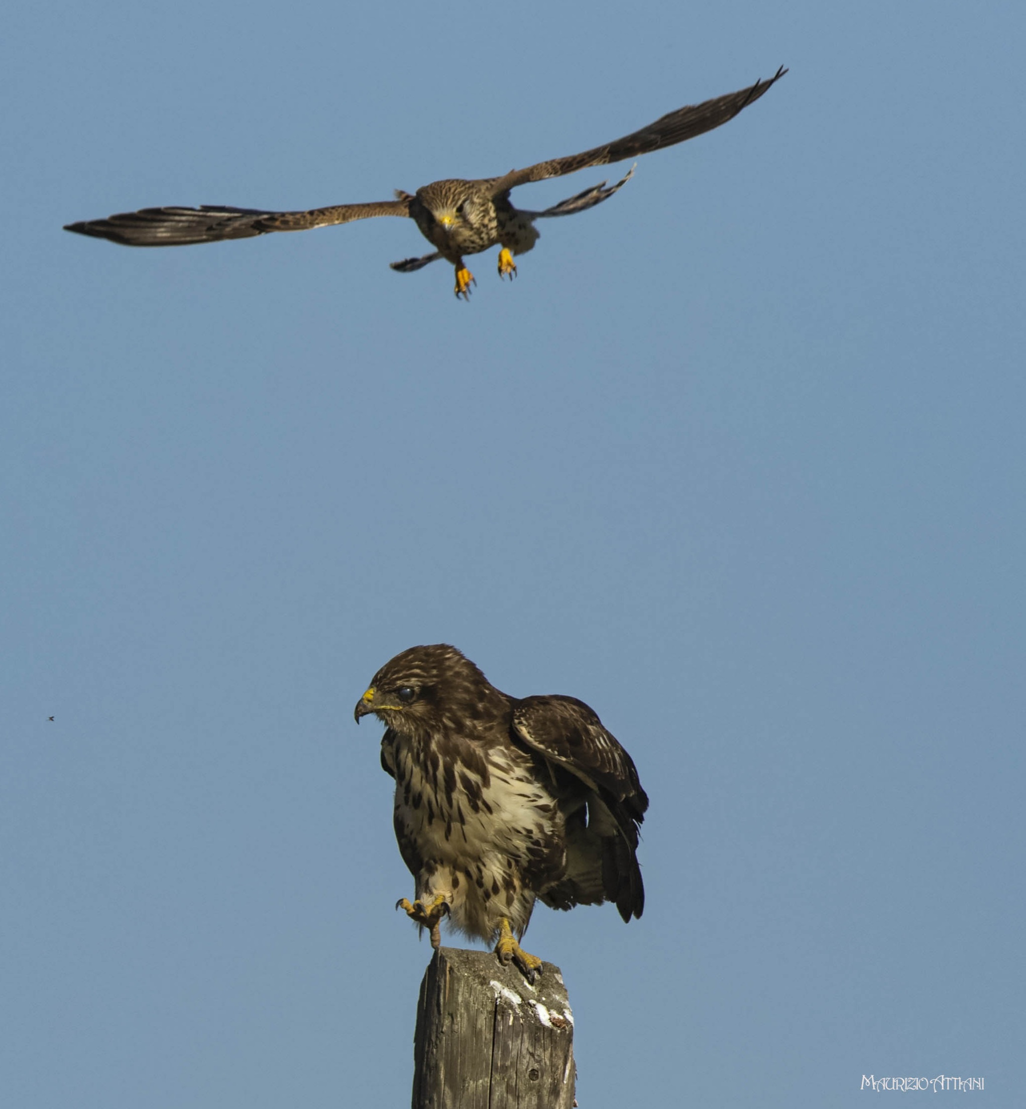 E mò a piccoletta che vò   ( scatto n° 3 )