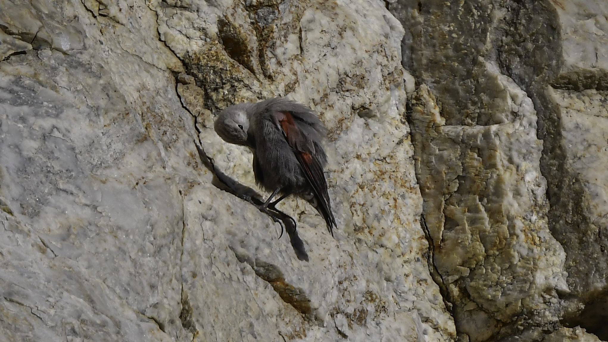 Picchi Muraiolo . Pulizia invernale
