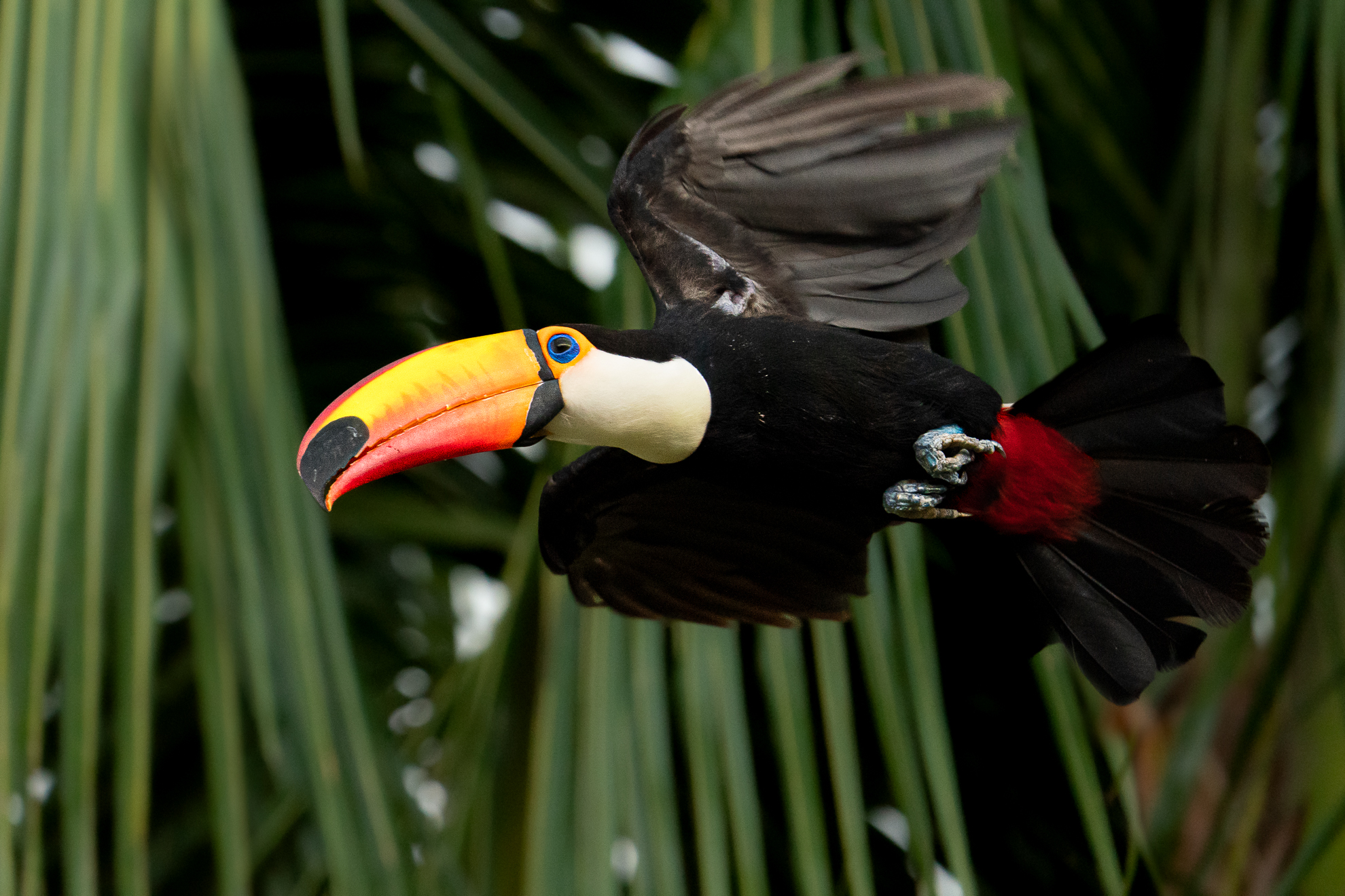 Toucan in flight